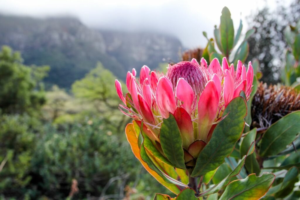 a,brightly,colored,duchess,protea,blossom,with,a,cloud,covered